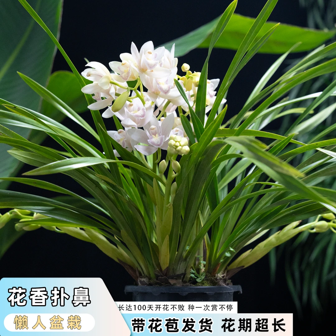 万峰绿缘 大花蕙兰杂交兰冰舞室内开花期长绿植盆栽年宵花