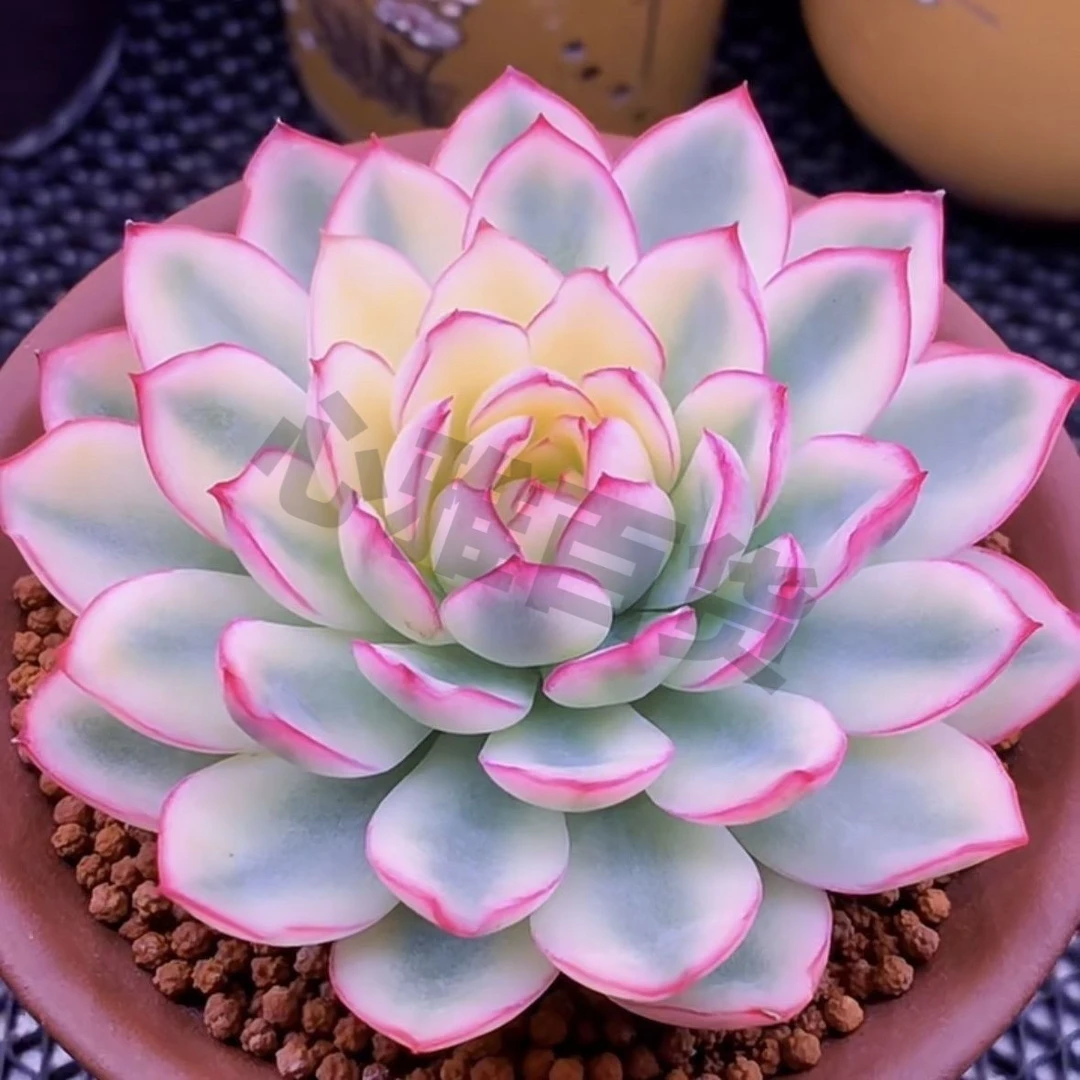 热卖国庆雨燕座早秋办公室多头莲花座好养新手代发盆栽花多肉