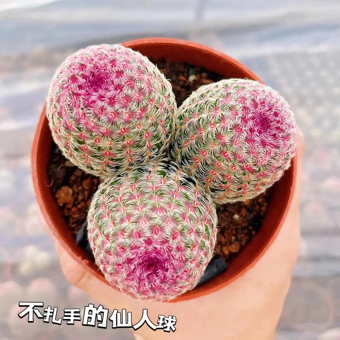 红太阳仙人球好养室内绿植盆栽懒人仙人球多肉植物仙人掌名贵多肉