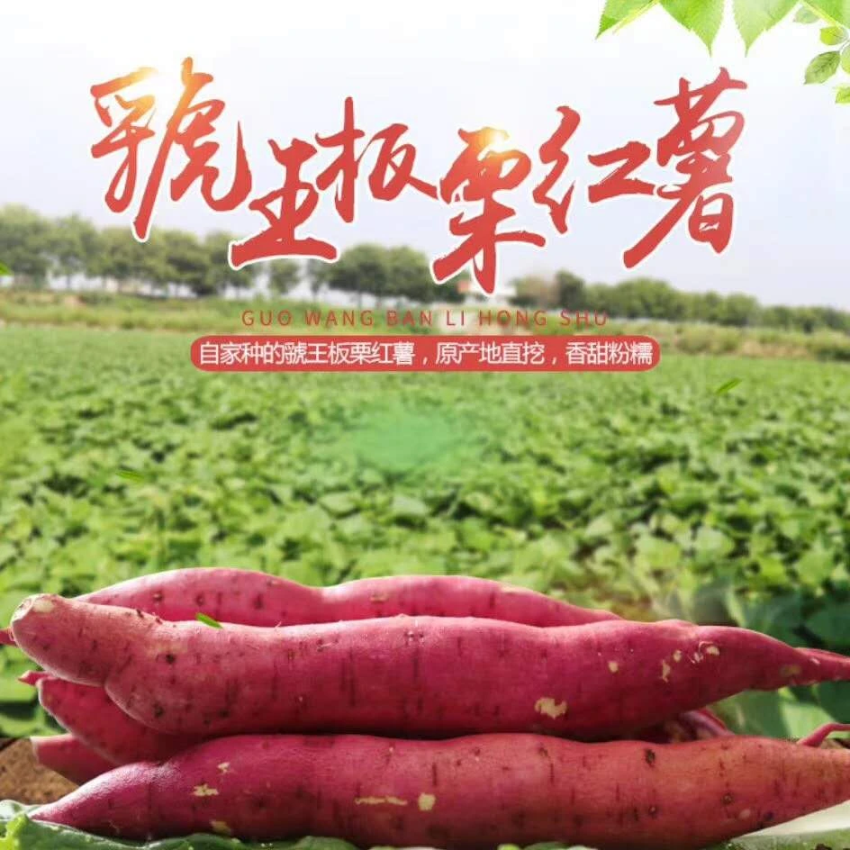 无茎无丝陕西凤翔板栗红薯现挖红苕地瓜软糯香甜新鲜蔬菜包邮