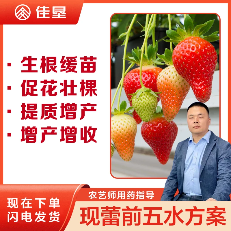 【佳垦草莓蕾前五水方案】草莓现蕾期前五水方案促花壮棵增产增收