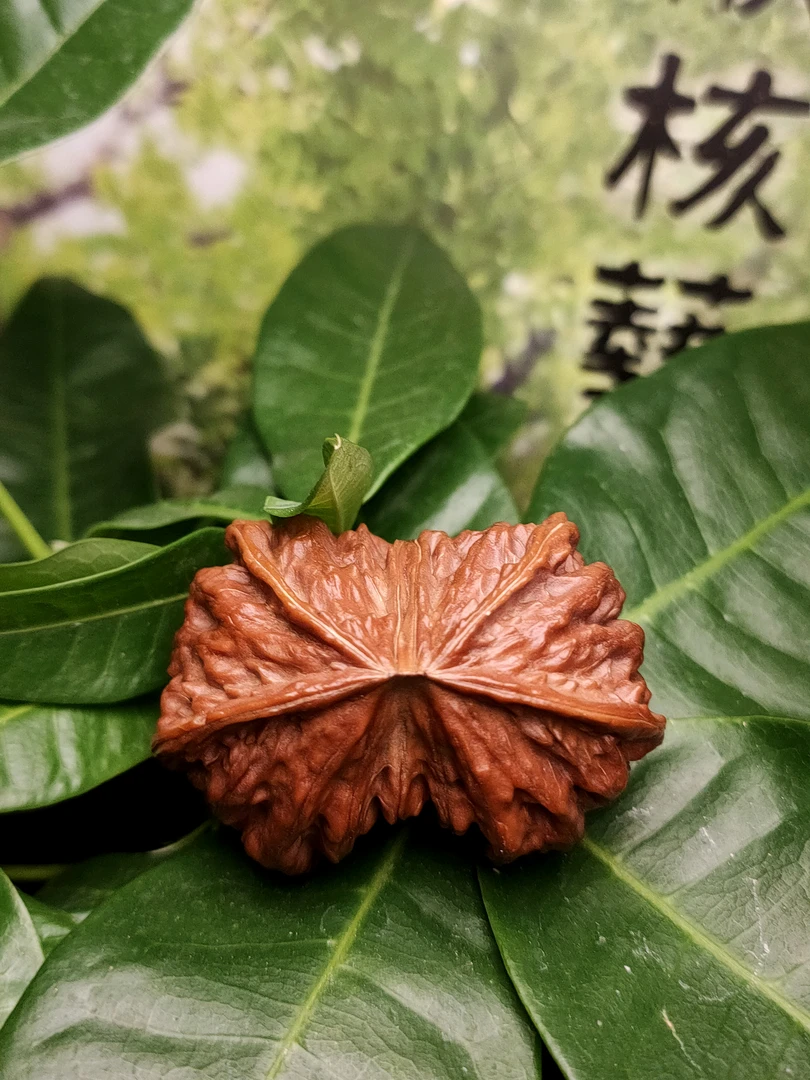 东北野生楸核四楞楸连金蟾