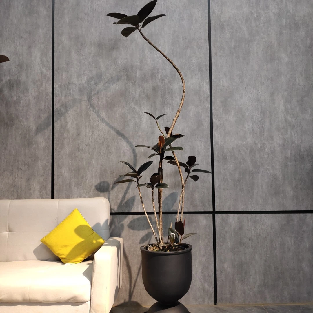 造型黑金刚橡皮树网红盆栽客厅大型植物办公室好养吸甲醛观叶室外