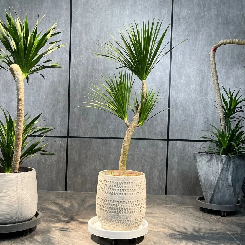 黑珍珠多头龙血树客厅大型落地绿植庭院阳台造型龙须树造型植物绿