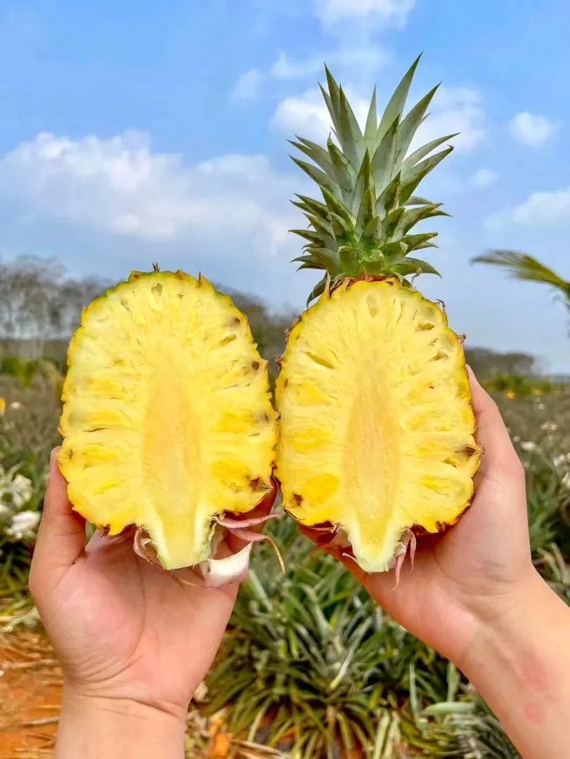 西双版纳蜂糖黑钻牛奶凤梨不挖眼不泡盐水产地直发新鲜收到即食
