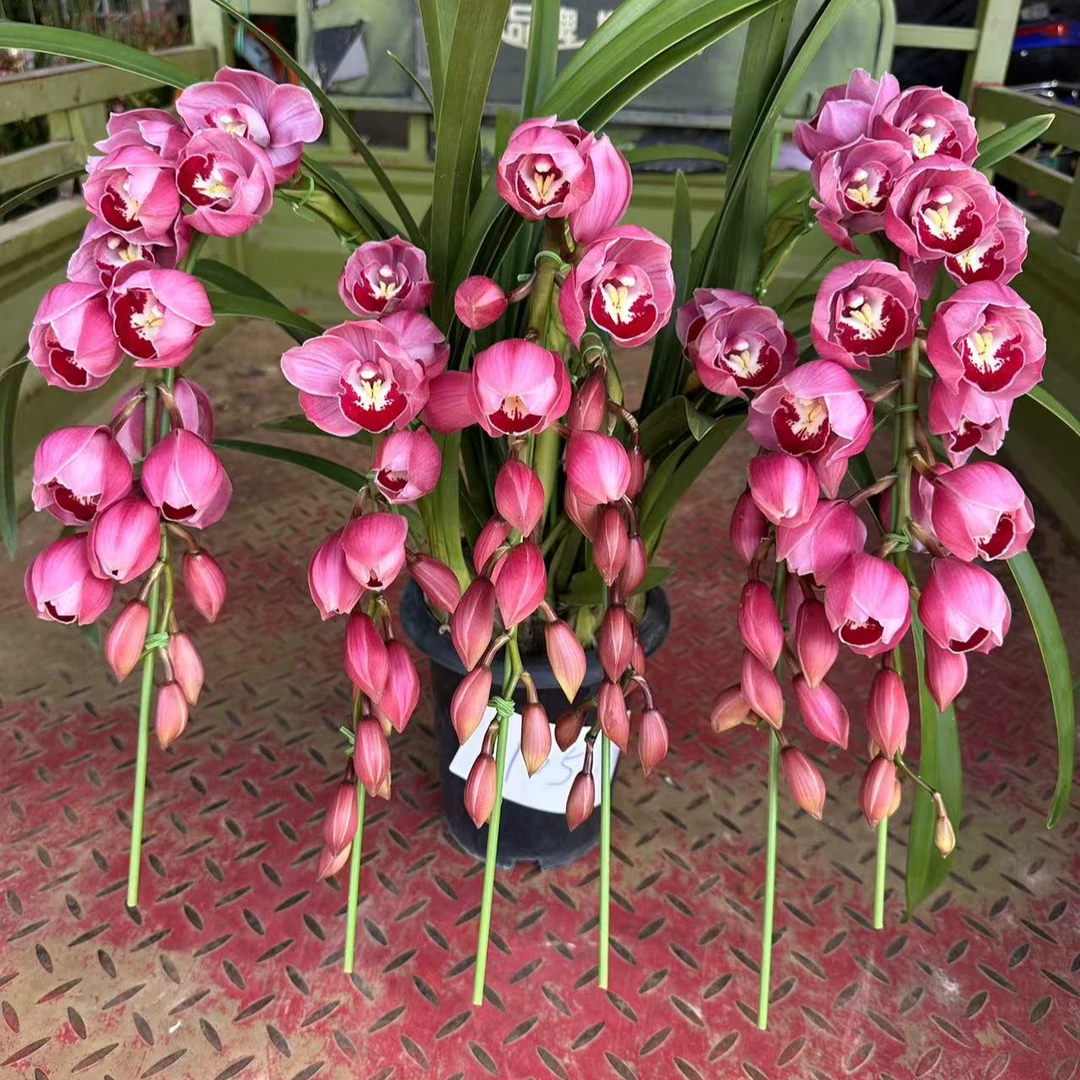 大花蕙兰拱兰【红唇美人】直播一物一拍年宵花送礼好物室内阳台好养