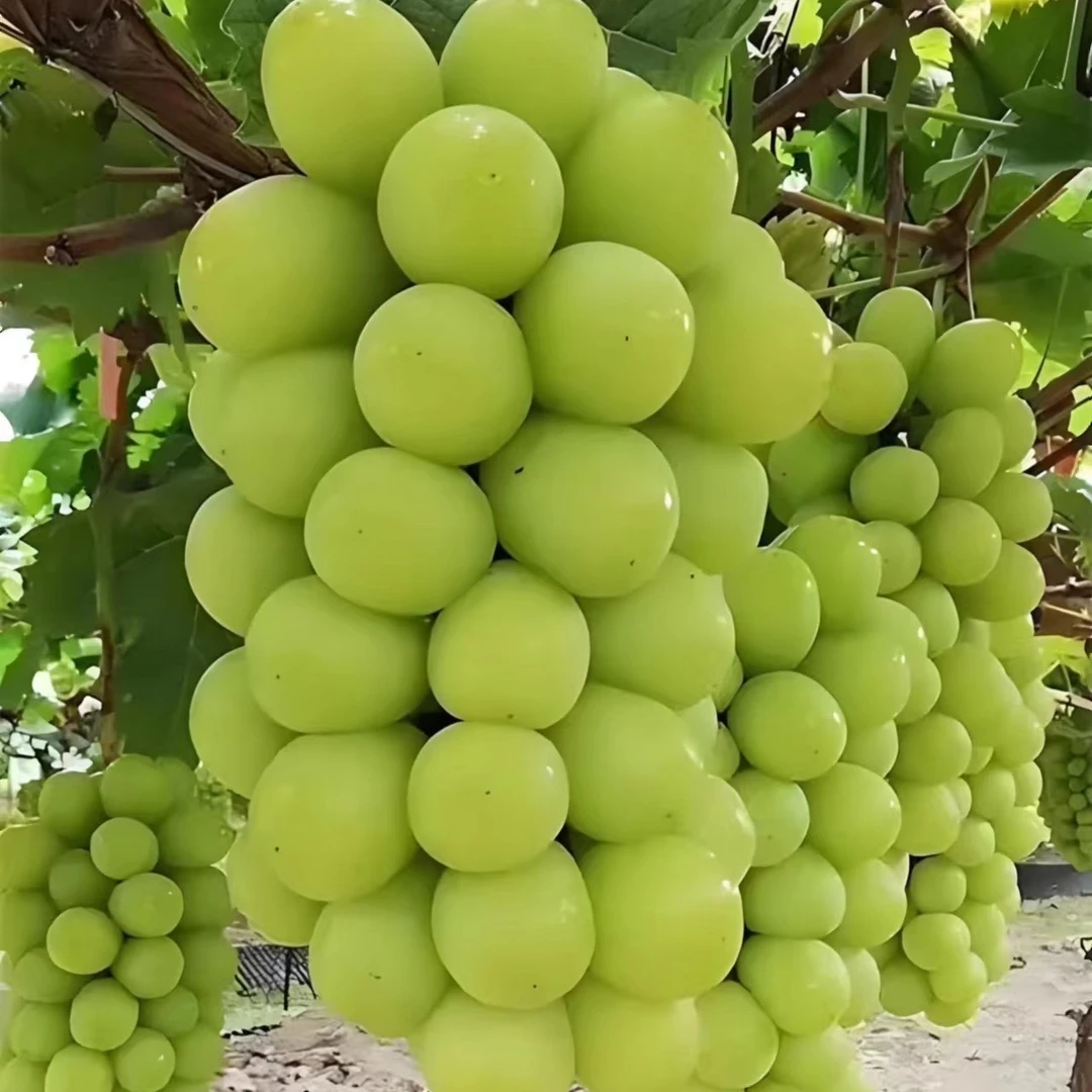 葡萄（一箱）
