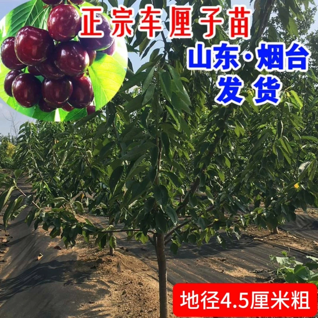 车厘子树苗大樱桃树樱桃苗果树果苗南方北方庭院矮化盆栽地栽种植