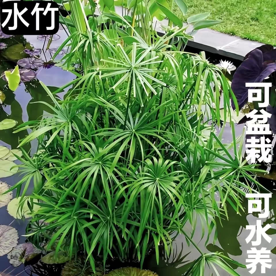 水竹盆栽造景水养水培植物旱伞草土培水棕竹龟鱼缸造景池塘风车草
