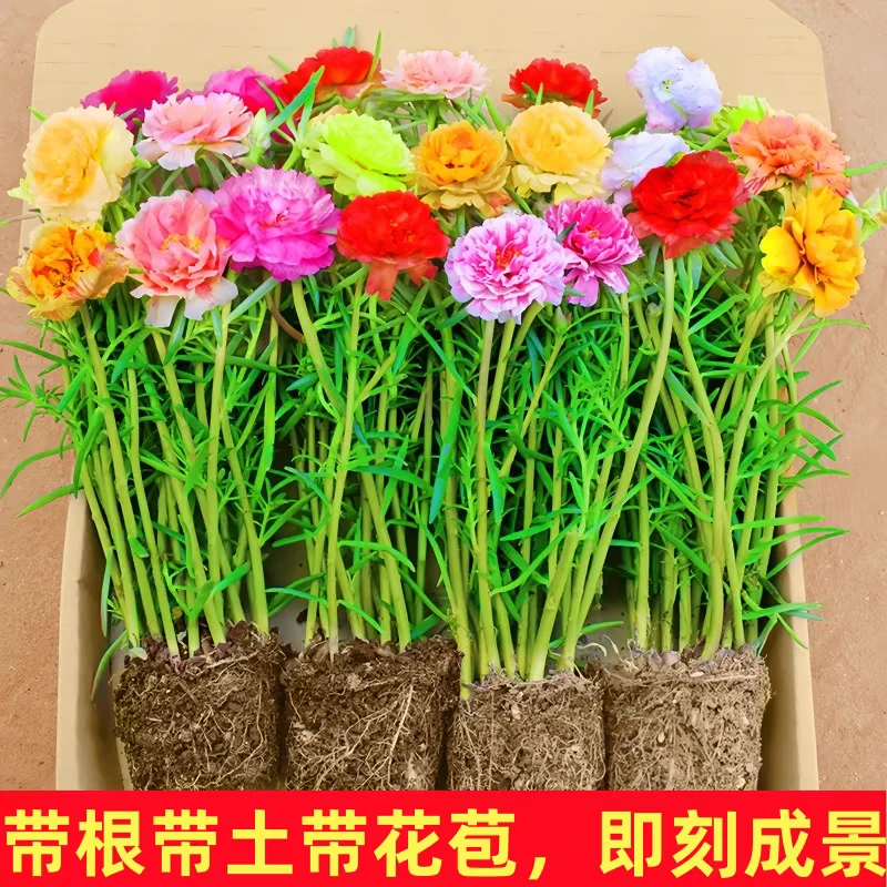 太阳花苗重瓣大花带花苞带根带土四季开花阳台庭院好养盆栽宿根苗