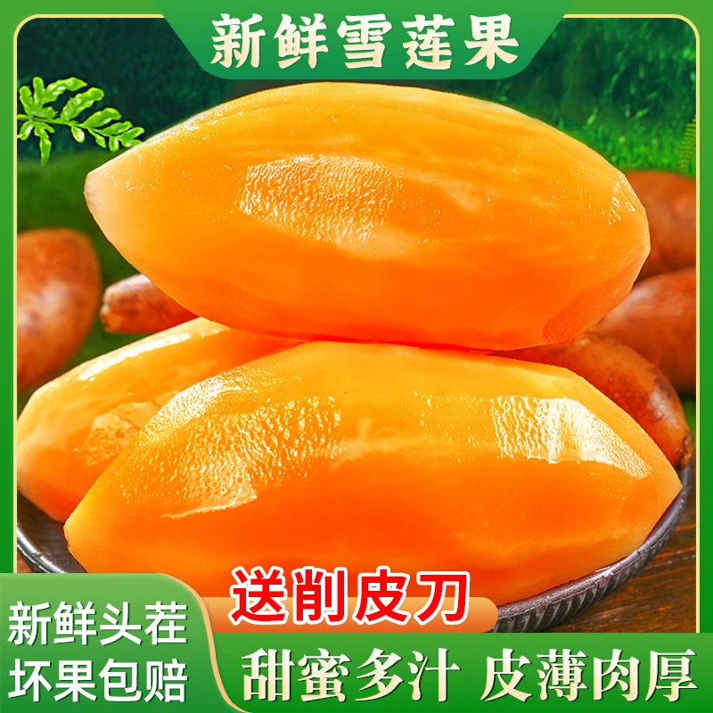 新鲜云南天山雪莲果 当季水果现摘现脆发脆甜多汁3斤起