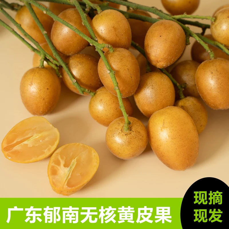 （直播间专属）正宗郁南无核黄皮时令水果现摘现发口感酸甜