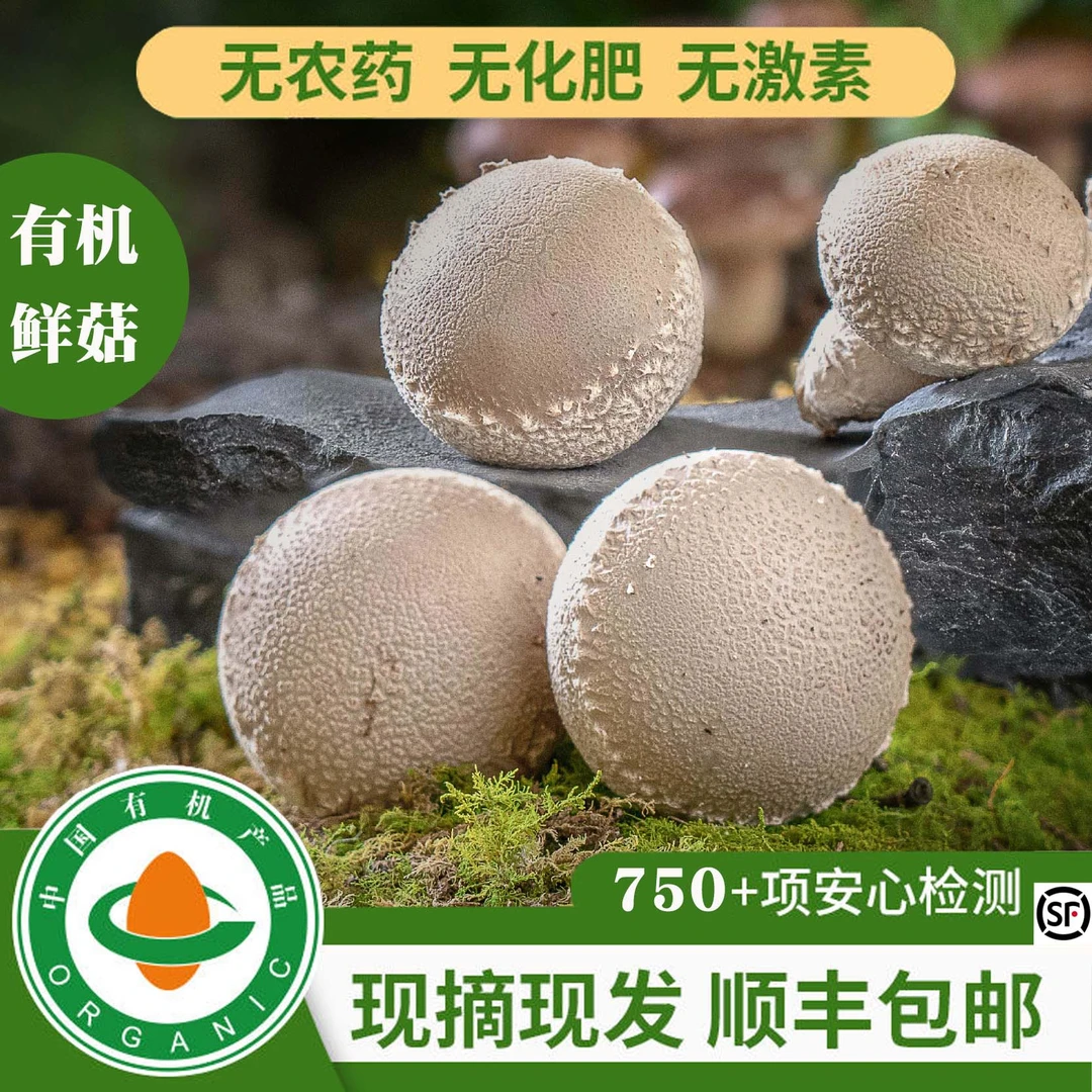 懿品菇新鲜有机香菇优质现摘蔬菜火锅食用菌