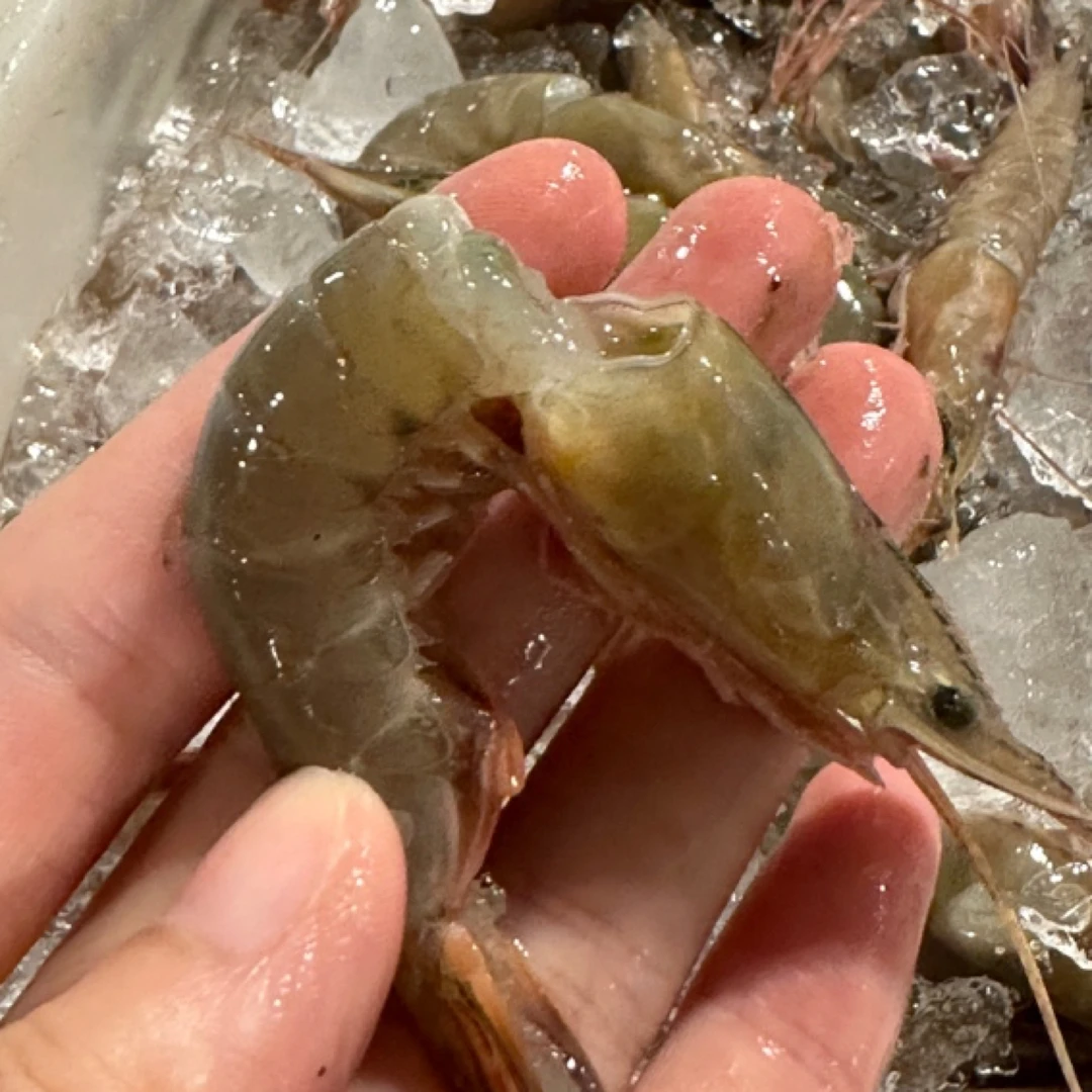 台州东海野生中号残次滑皮虾硬壳虾新鲜低温速冻食用码头直供
