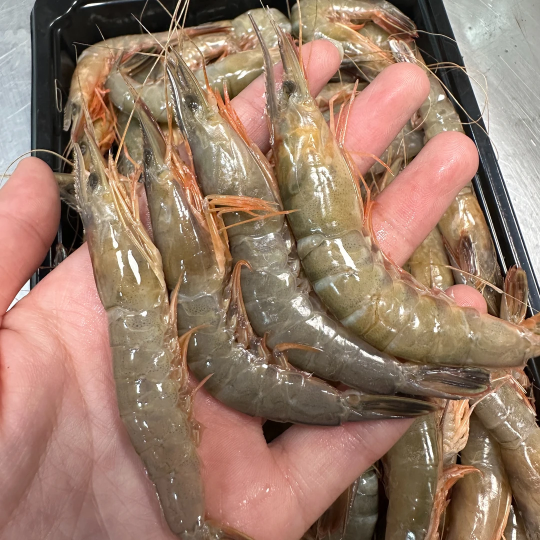 台州东海野生中号滑皮虾硬壳虾新鲜低温速冻食用码头直供