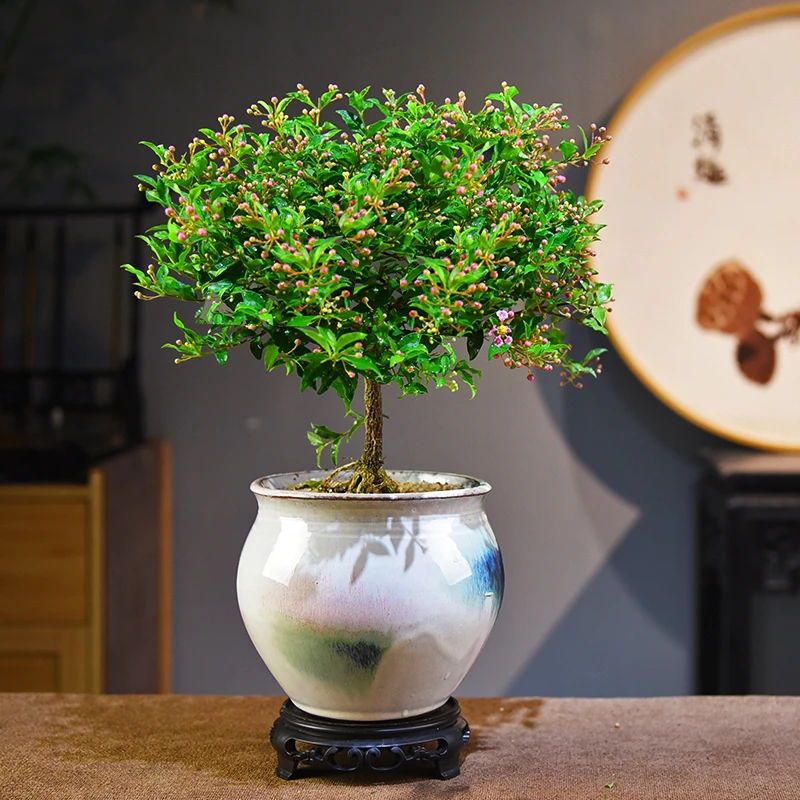 禅意/意境李氏樱桃 室内好养盆景盆栽绿植花卉客厅茶几美观自然