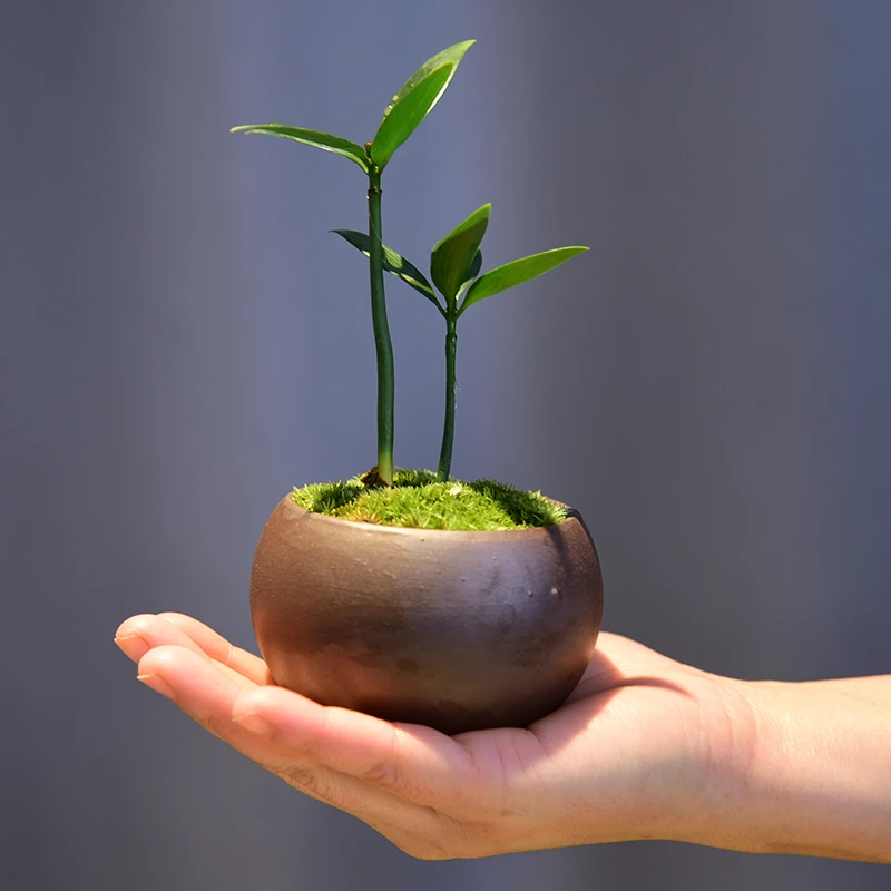 【精选】竹柏盆栽室内植物四季常青办公室书房绿植四季好养盆景摆件