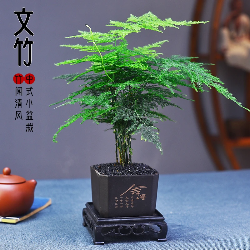 文竹盆栽植物室内客厅茶几中式禅意盆景好养绿植办公室摆件好养