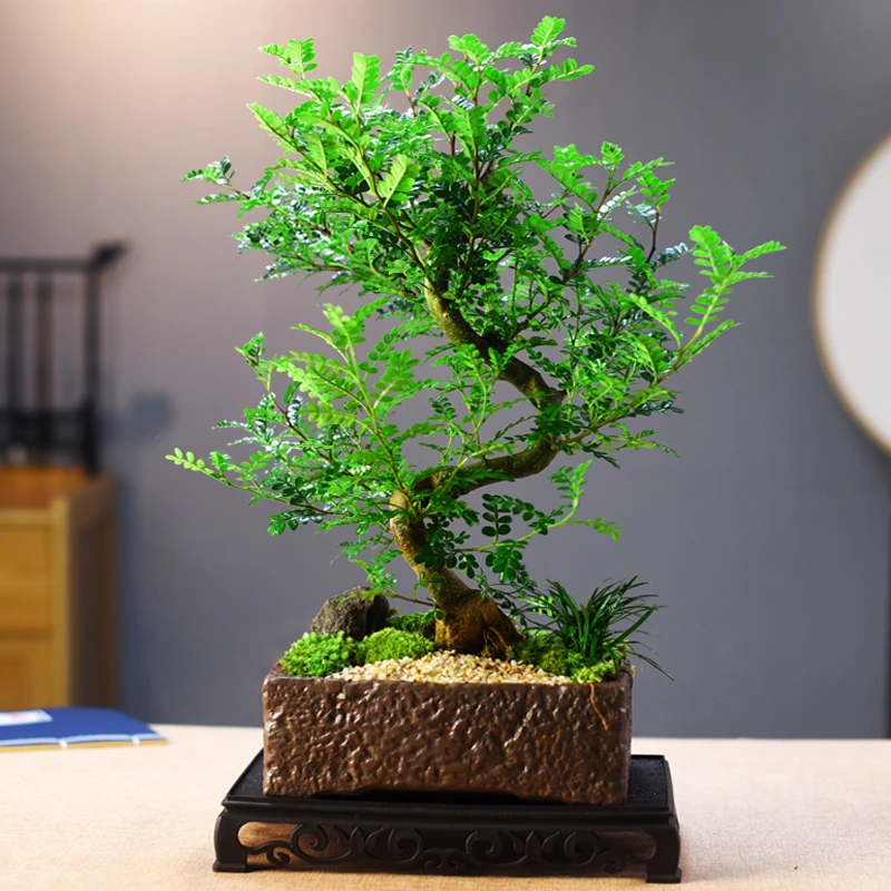 清香木盆景盆栽东方美学中式意境室内客厅茶桌办公室好养
