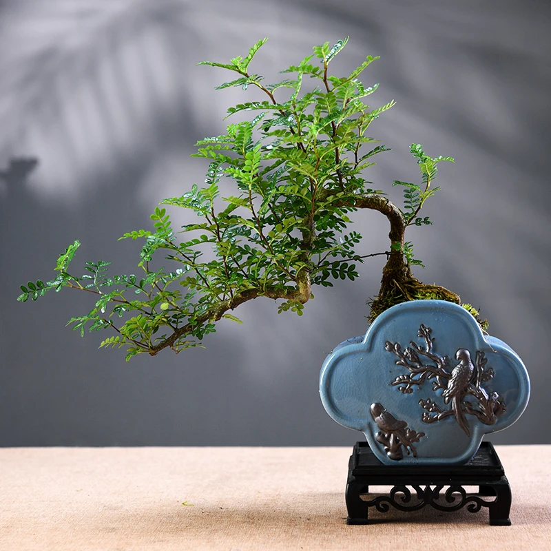 清香胡椒木盆栽室内办公室桌面中式植物装饰摆件绿植苔藓景观盆景
