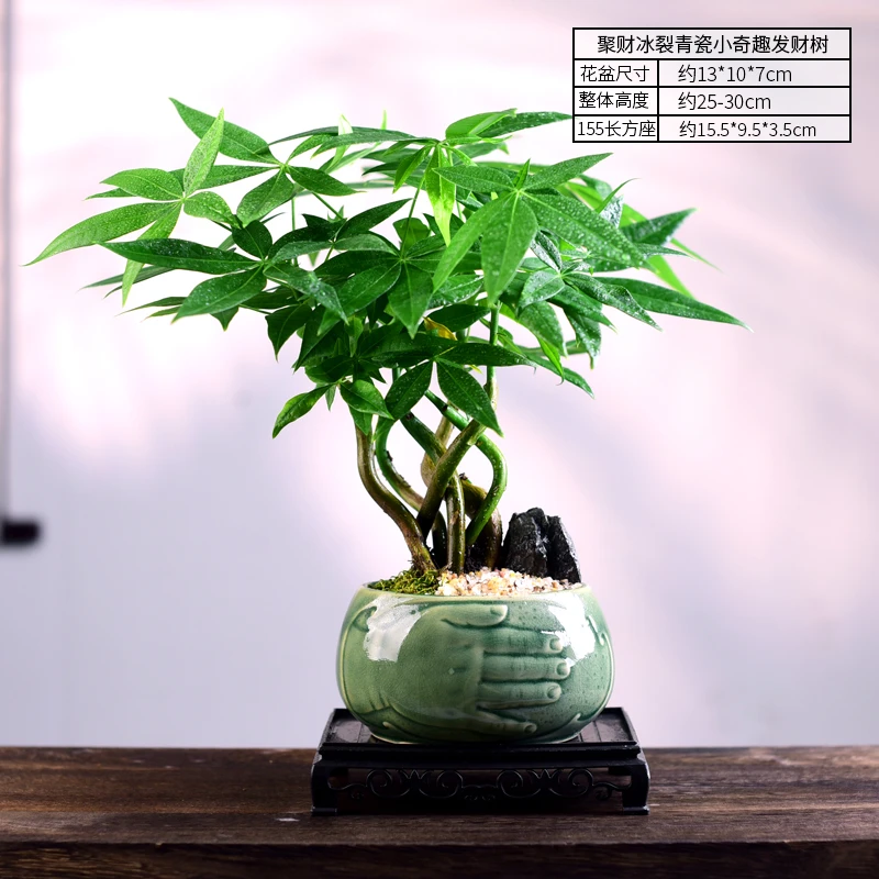 发财树五福临门盆景盆栽中式意境高端美观室内客厅茶桌办公室好养