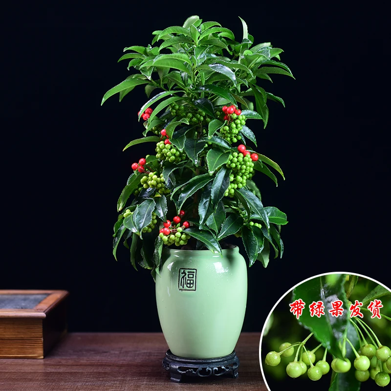 富贵籽盆景盆栽中式意境高端美观室内客厅茶桌办公室好养