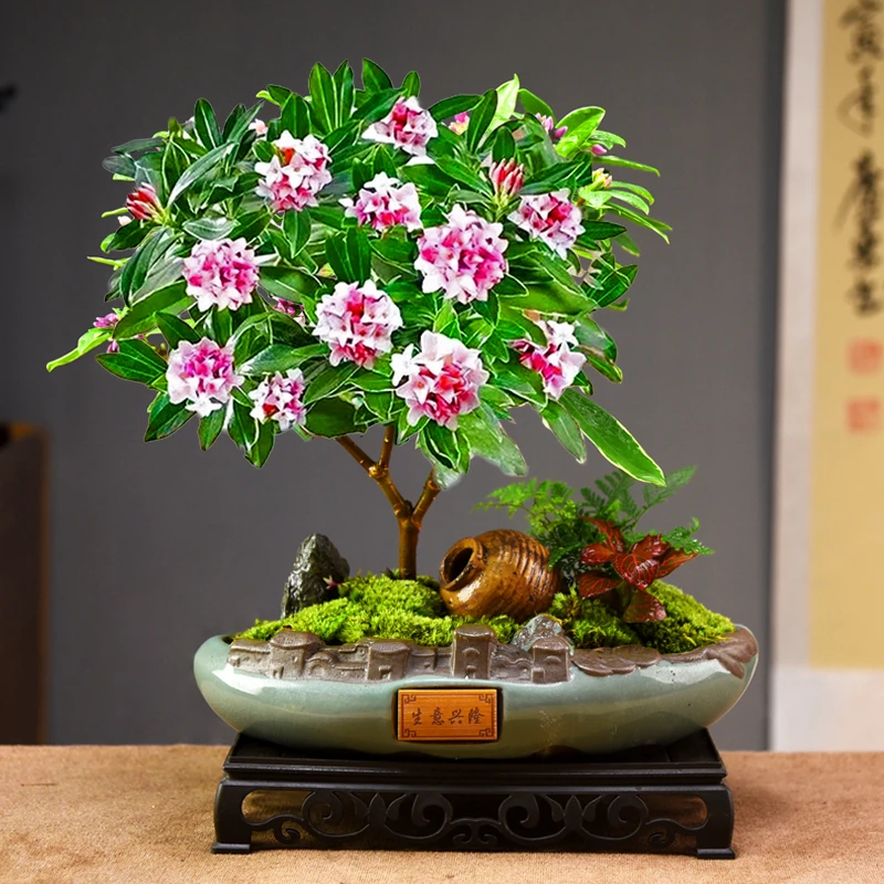 金边瑞香年宵花盆景室内办公桌面开花绿植花卉好养易活四季常青