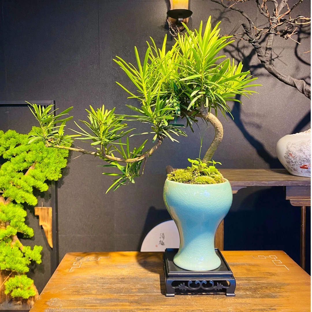 意境-悬崖罗汉松盆景新中式室内好养桌面摆件绿植花卉盆栽自然