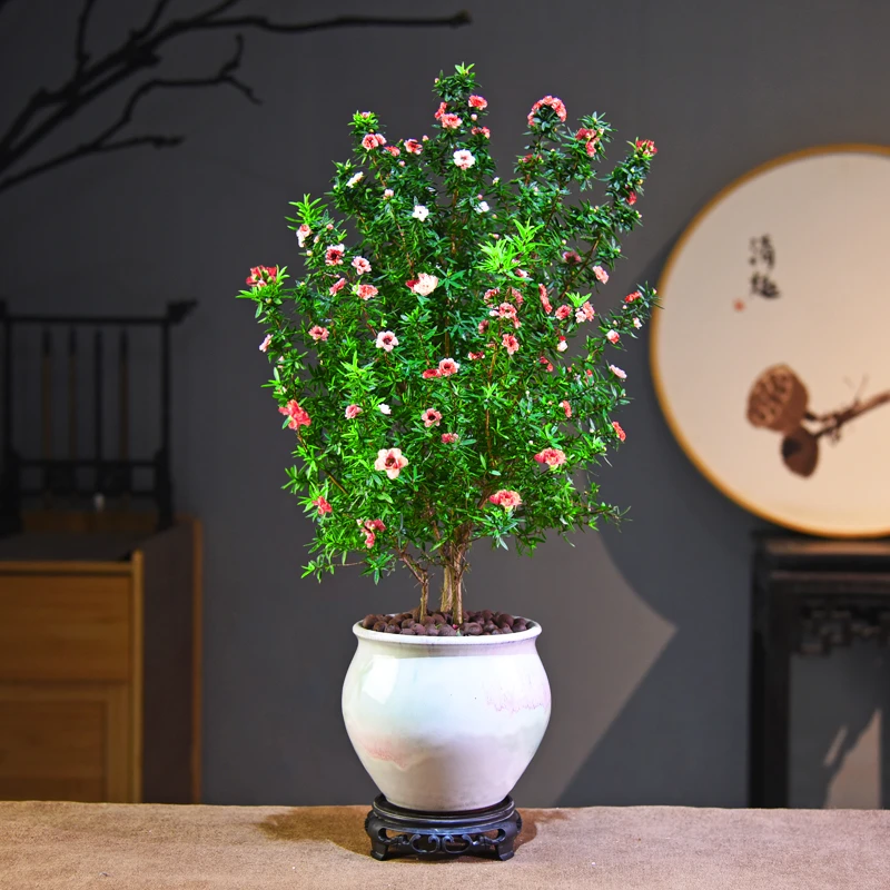 意境-爆花松红梅鲜活室内四季好养花卉绿植盆栽盆景客厅桌面自然
