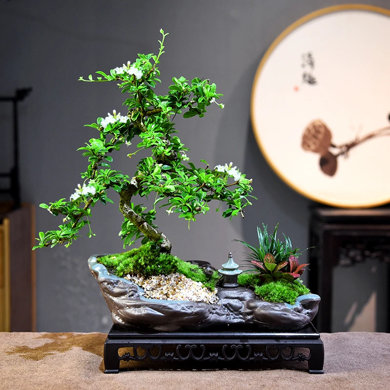 福建茶盆栽盆景室内客厅好养喜光小植物桌面禅意微盆景开花小绿植