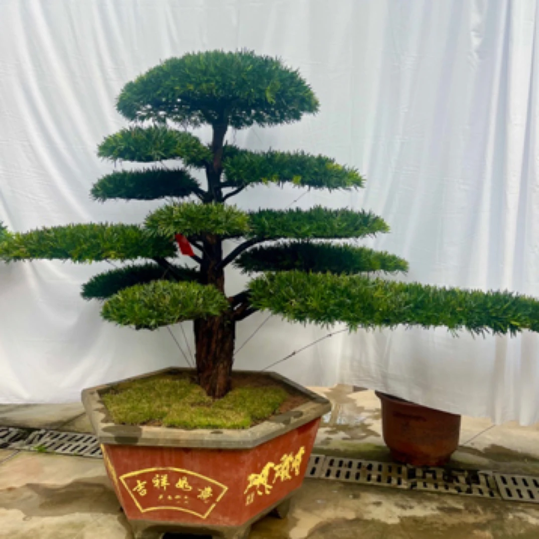 罗汉松老桩盆景四季常青室内外景观树庭院绿植一物一拍