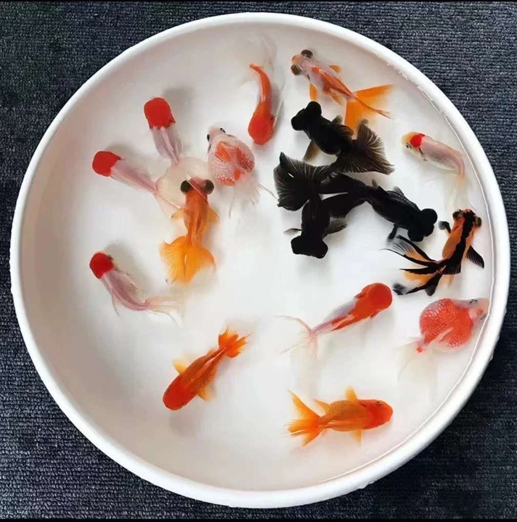 金鱼组合冷水鱼3条+1（备损）包邮包开箱活