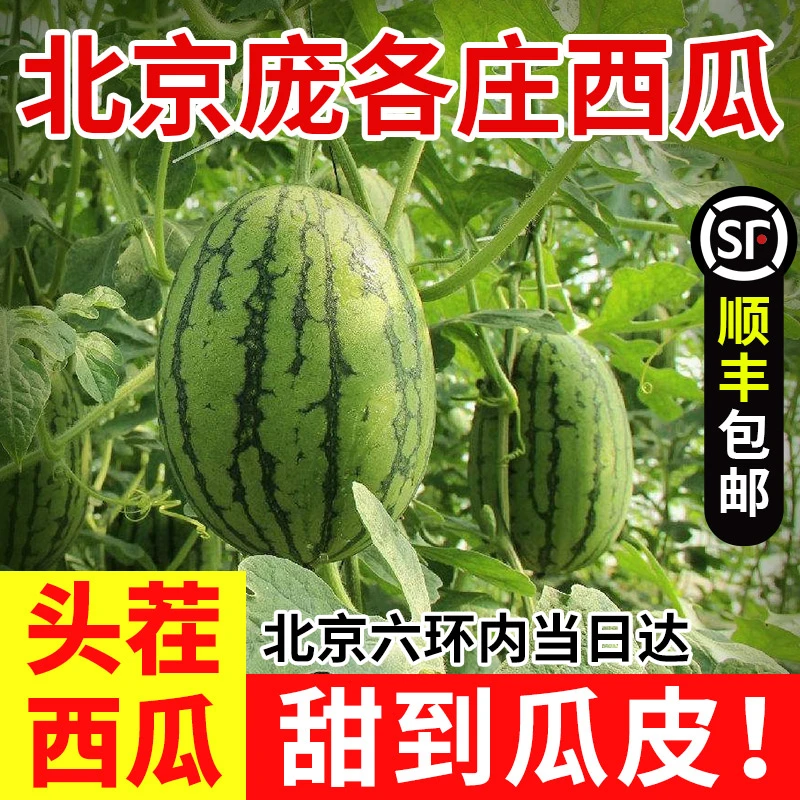 正宗北京庞各庄西瓜大兴薄皮西瓜4个小糖丸小吊瓜新鲜水果整箱2