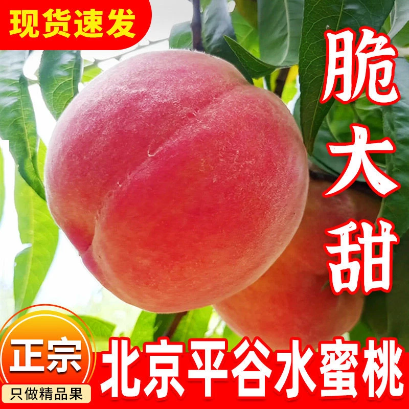 顺丰北京平谷水蜜桃新鲜大桃当季水果久保桃子9号毛桃礼盒脆甜14