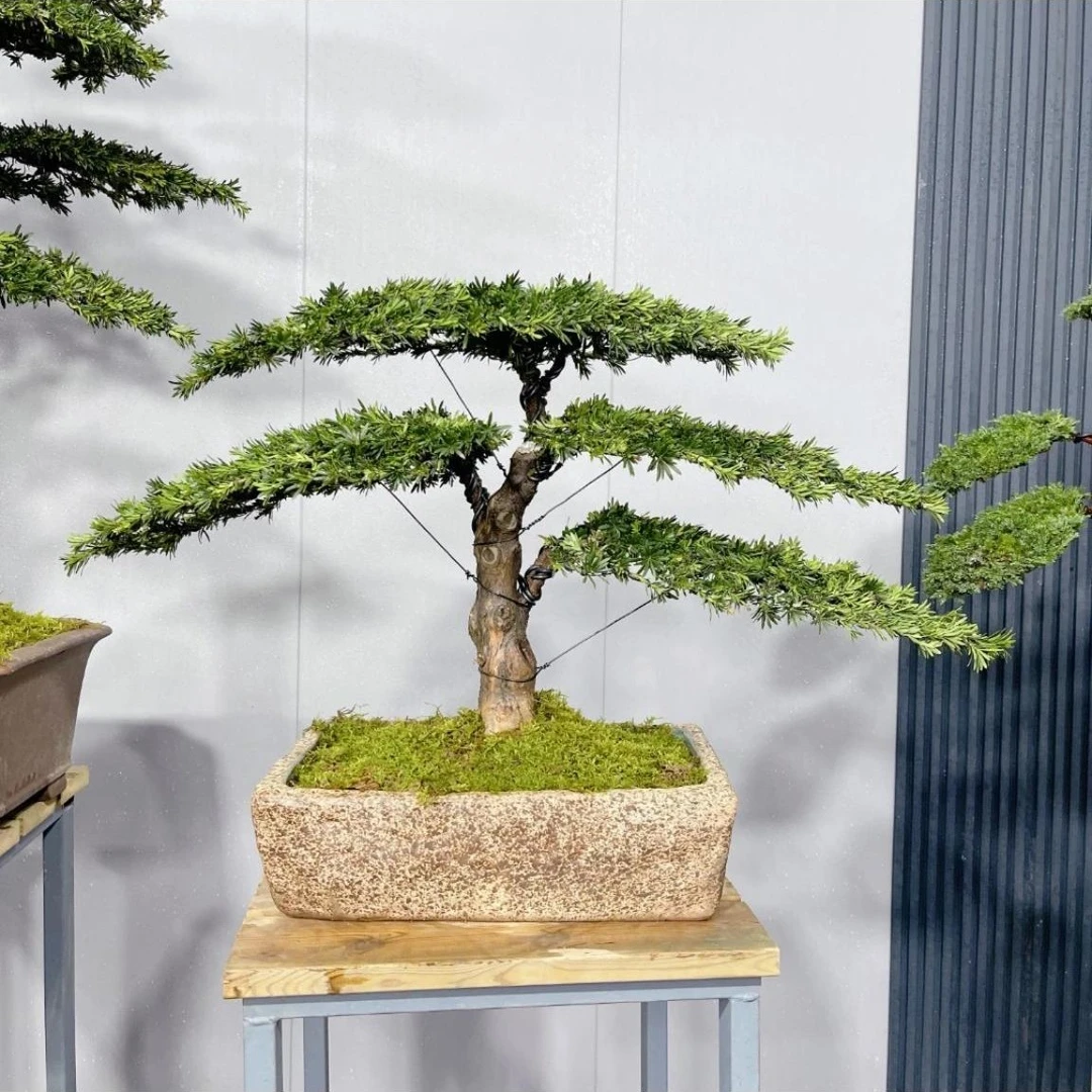 直播间一物一拍迎客松罗汉松珍珠柏盆景