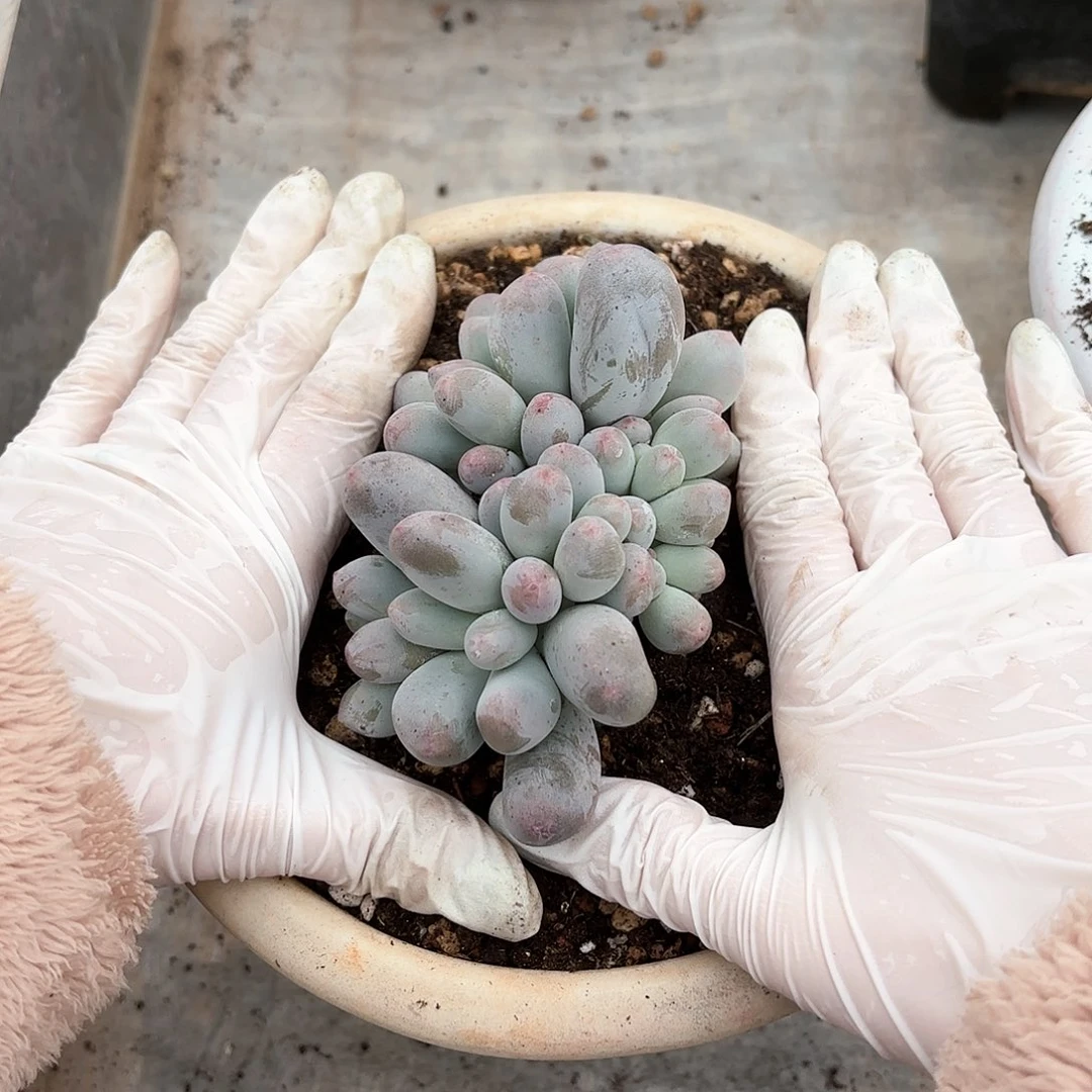 冉米可奶九头888888