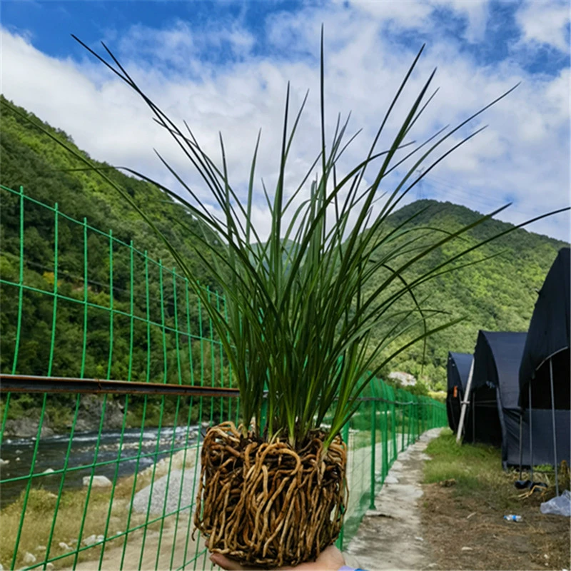 秦岭浓香型蕙兰 兰花带花苞 精品兰花苗春兰花卉四季盆景兰草绿植