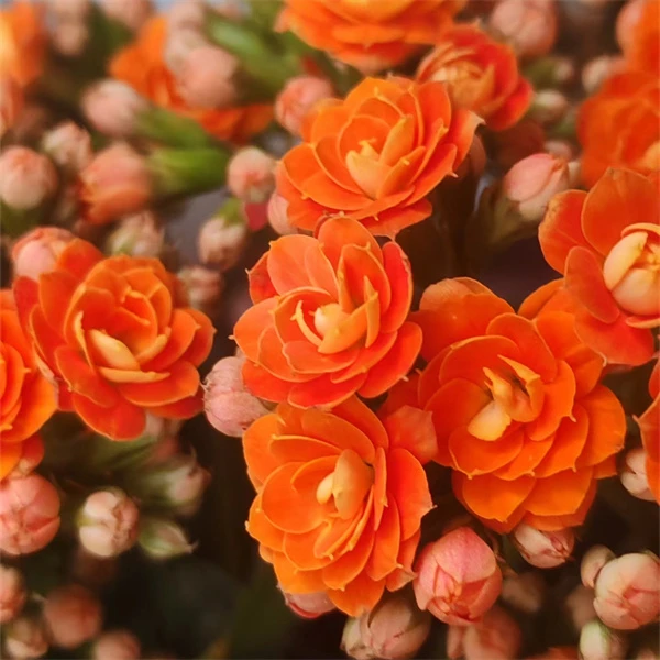 【11cm盆  爱马橙】重瓣大花