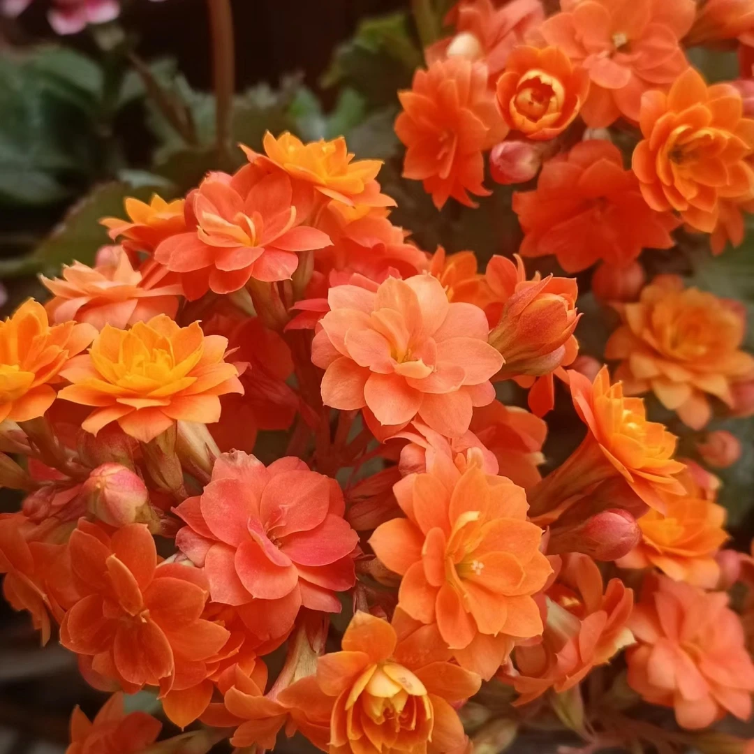 【13cm盆 索尔丹】重瓣大花 0℃地区请拍保温，不拍冻坏不赔