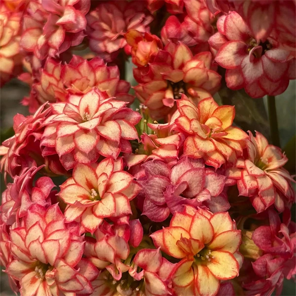 【彩霞 11cm盆】重瓣大花