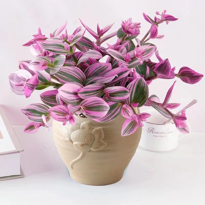 【活动中】油画婚礼吊兰室内办公绿植盆栽好养开花多肉植物造型