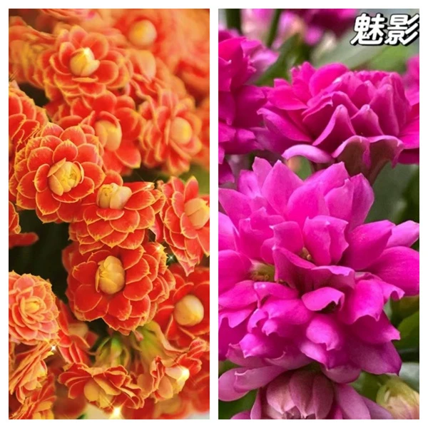 精【2盆组合  11cm盆】A级一代苗  原盆原土