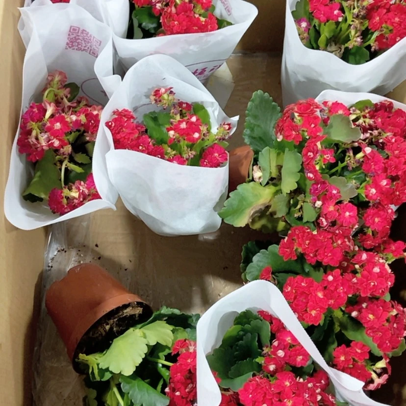 【闪购商品】11cm盆 不售后 幸运红
