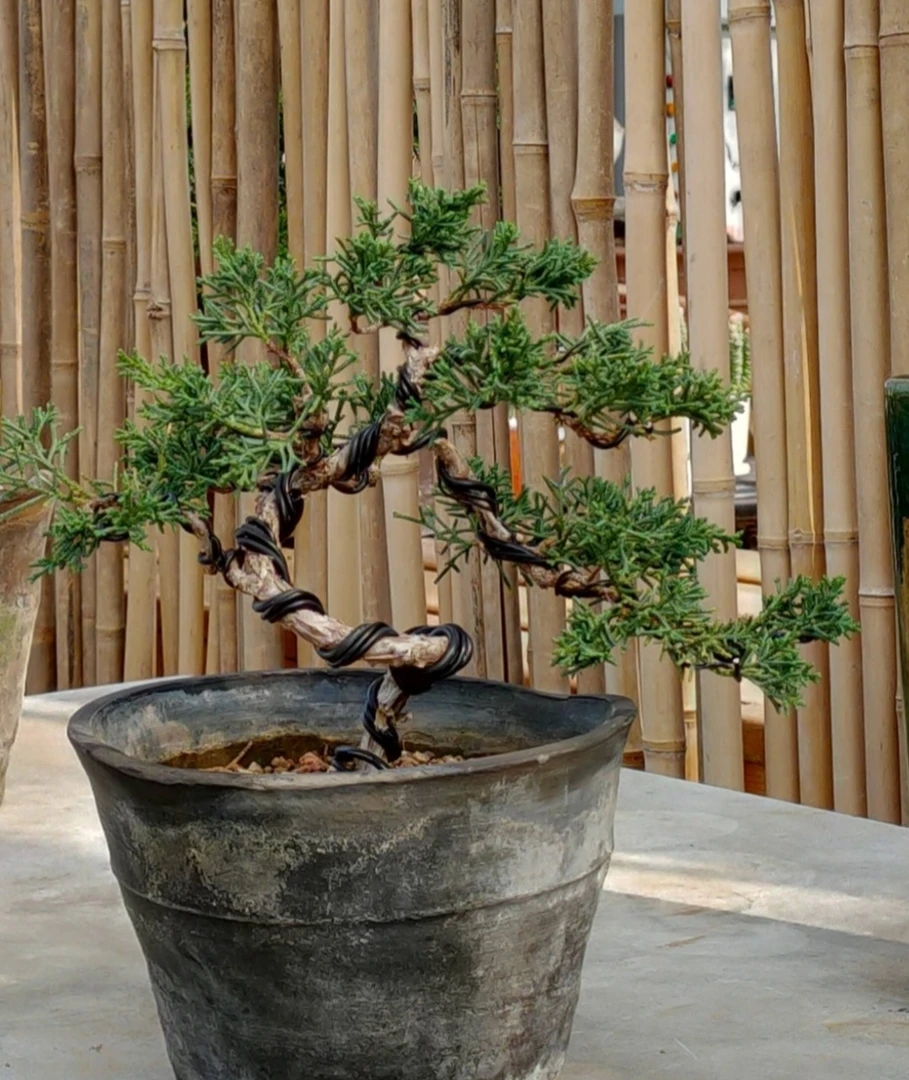 华涛盆景（一物一拍）真柏，迎春等。直播间拍品付款专用，私拍不发货！