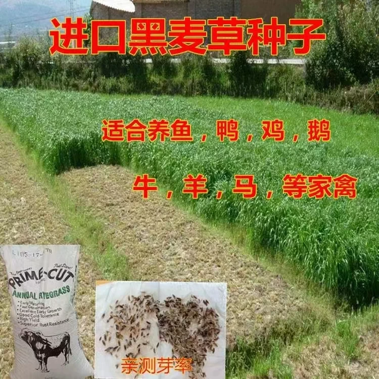 冬牧70黑麦草种籽多年生黑麦草草籽宽叶黑麦草草籽黑麦草种籽包邮
