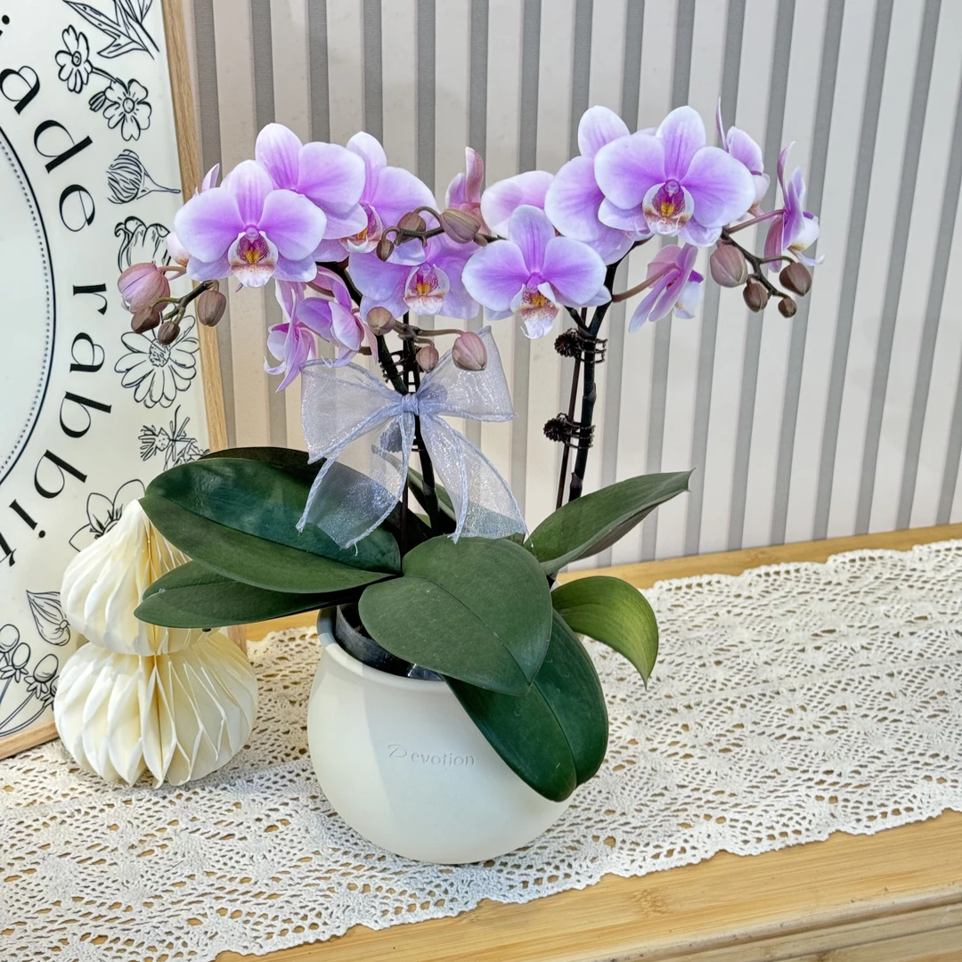 【万人迷】 欧品蝴蝶兰  淡粉渐变 室内高端绿植花卉 艺术小组盆