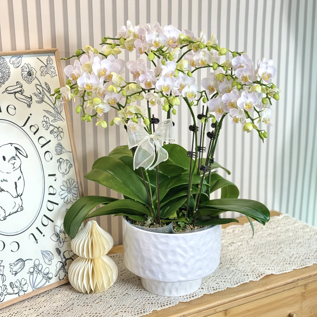【嫦娥】蝴蝶兰 白色系爆花量 稀有品种蝴蝶兰 高端花卉 好看耐养
