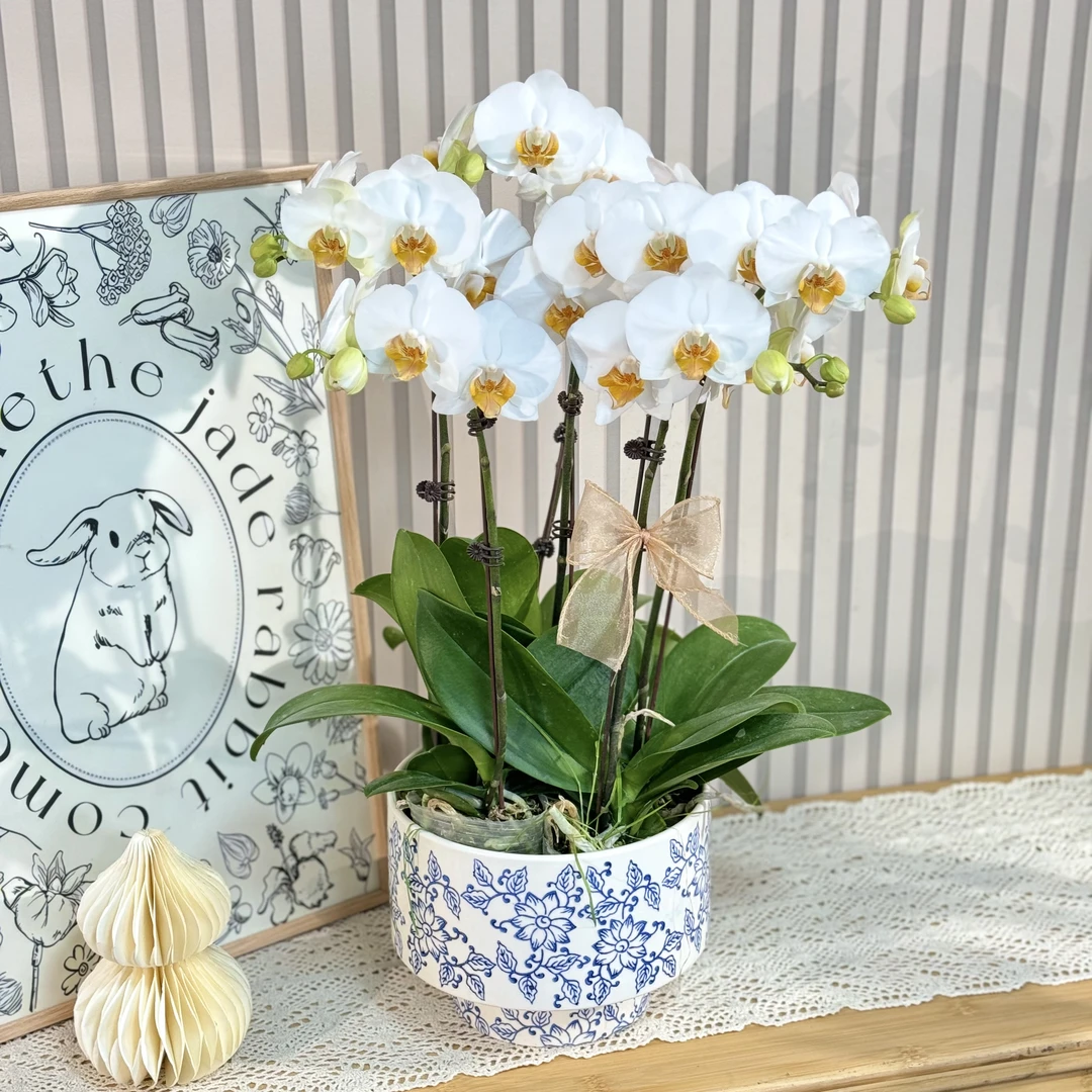 【玉观音】蝴蝶兰花期长 氛围感白色花 高端室内绿植花卉