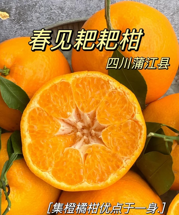 正宗四川春见耙耙柑5-5.5斤,新鲜水果无籽易剥皮入口化渣坏果包赔