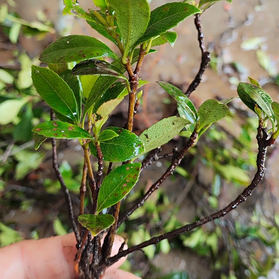 熟桩海岛春花海岛栀子花石斑木雷公树一物一拍（实物以直播间为准）